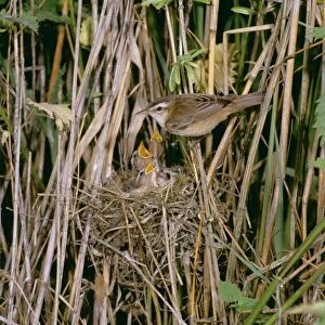 Sedge Warbler MAW 15 At nest with young, Sussex © Maurice Walker / ARDEA LONDON