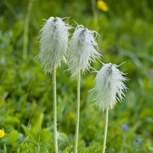 Seed heads of Western Anemone / Western Pasque flower - Mount Rainier, Cascade Mountains, Washington