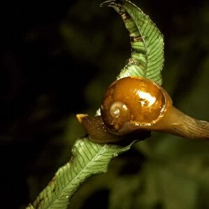 A semi-slug - Has very thin reduced shell. Regarded as snails on their way to becoming slugs