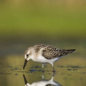Semipalmated Sandpiper - Juvenile in August. Jamaica Bay - NY - Aug - USA