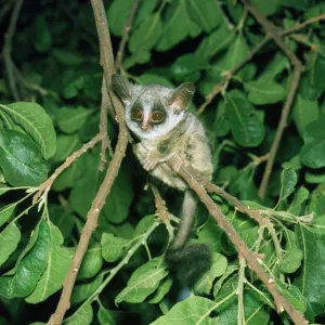 Senegal Bushbaby