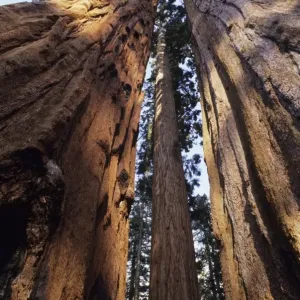 Sequoia Sequoia National Park, California, USA Sequoia Sequoia National Park, California, USA