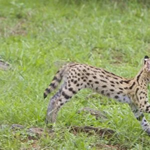 Serval - 13 week old orphan kitten running with mouse - Masai Mara Reserve - Kenya