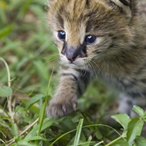 Serval - 2 week old orphan kitten with ears just starting to open - Masai Mara Reserve - Kenya