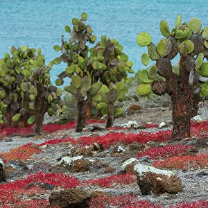 Sesuvium edmonstonei and cactus, South Plaza Island, Galapagos islands, Ecuador. Date: 03-11-2017