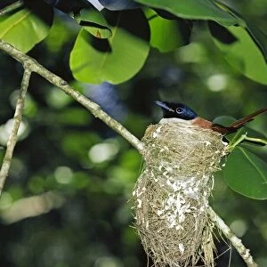 Seychelles Paradise Flycatcher - in nest