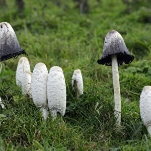 Shaggy Ink Cap - fungus growing on rough pasture land. Northumberland, UK