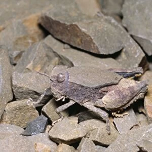 Shale Grasshopper - male, camouflage & mimicry of stones. South Africa