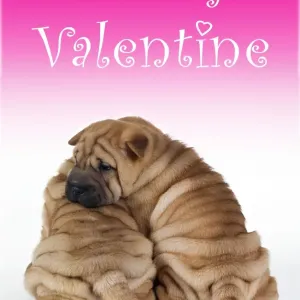 Shar Pei Dog 2 puppies - under valentines sign Shar Pei Dog 2 puppies - under valentines sign