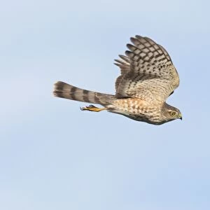 Sharp-shinned Hawk - immature in flight - Fall migration - Cape May - NJ - USA