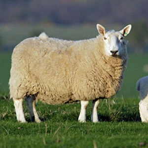 Sheep, Border Leicester-ewe with lamb on meadow, Northumberland UK