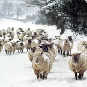 Sheep - Cross Breds in snow. Herefordshire, UK