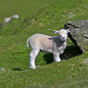 Sheep cute lamb hiding under rock and looking into camera Hermaness Nature Reserve, Unst, Shetland Isles, Scotland, UK