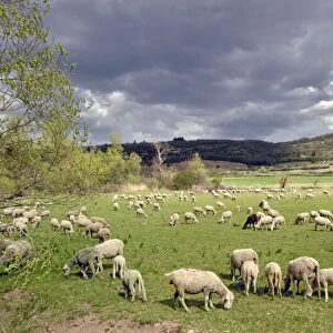 Sheep - in field - Monieux - Vaucluse - Provence - France