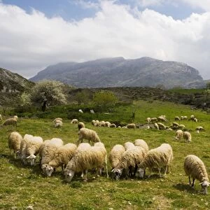 Sheep grazing in high pastures, Gious Kambos plateau, Kedros Mountains, central Crete