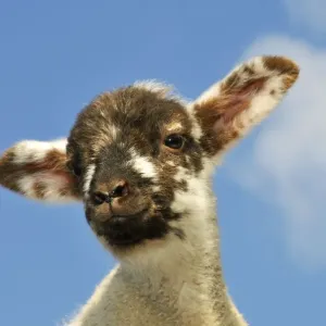 Sheep - lamb against blue sky