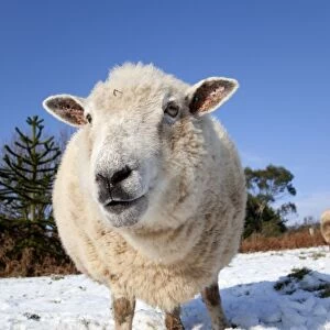 Sheep in snow - Cornwall - UK