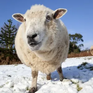 Sheep in snow - Cornwall - UK Sheep in snow - Cornwall - UK