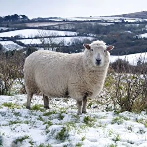 Sheep in Snow - Godolphin Hill beyond - Cornwall - UK