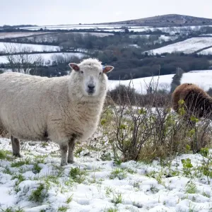 Sheep in Snow - Godolphin Hill beyond - Cornwall - UK Sheep in Snow - Godolphin Hill beyond - Cornwall - UK