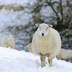 SHEEP. Texel ewes in snow SHEEP. Texel ewes in snow