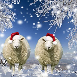 Two sheep wearing Christmas hats under trees covered in snow and frost