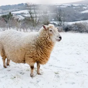 Sheep in winter snow - Cornwall, UK Sheep in winter snow - Cornwall, UK