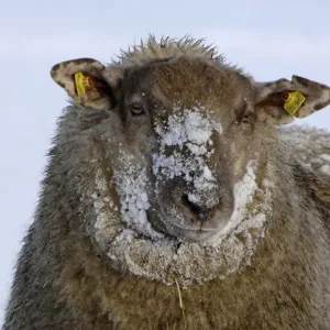 Sheep - in winter snow - Overijssel - The Netherlands Sheep - in winter snow - Overijssel - The Netherlands