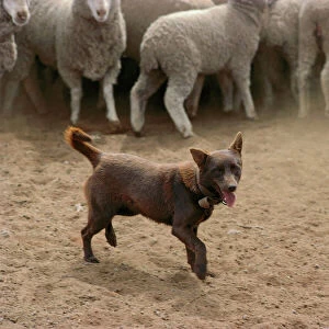 Sheepdog: Kelpie helping to muster sheep, New South Wales, Australia JPF24785