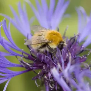 Shetland Bumblebee - also known as Moss Carder Bee - feeding on flower - Orkney Mainland IN000932 Shetland Bumblebee - also known as Moss Carder Bee - feeding on flower - Orkney Mainland IN000932