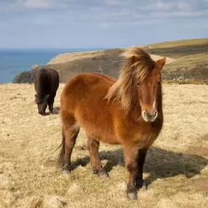 Shetland Ponies - grazing - Predannick, Cornwall, UK Shetland Ponies - grazing - Predannick, Cornwall, UK