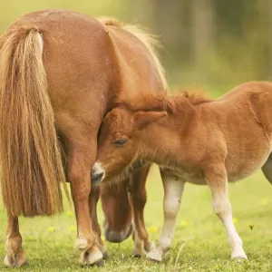 Shetland Pony - adult with foal Shetland Pony - adult with foal
