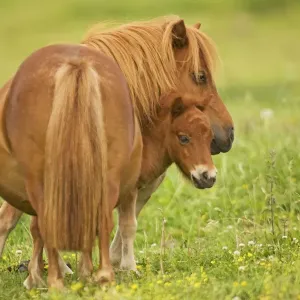 Shetland Pony - adult with foal in field Shetland Pony - adult with foal in field