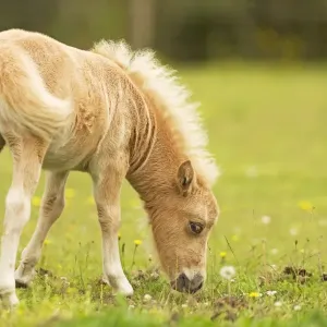 Shetland Pony - foal Shetland Pony - foal
