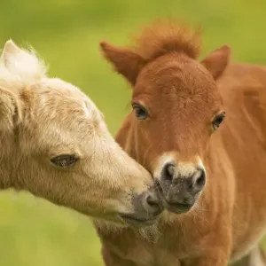 Shetland Pony - two foals kissing Shetland Pony - two foals kissing