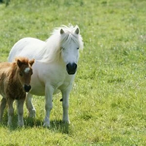 Shetland Pony Pony & foal