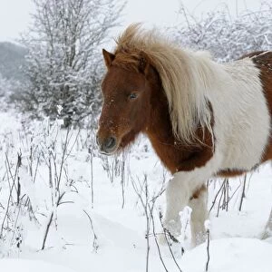 Shetland Pony - in the snow - The Netherlands, Overijssel, Wijhe/Olst, Duursche Waarden, Fortmond