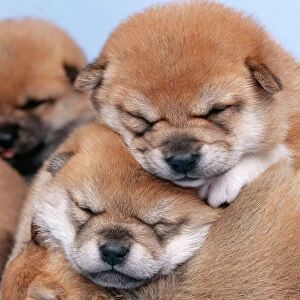 Shiba inu Dog 3 week old puppies