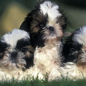 Shih tzu Dogs - 3 Puppies together