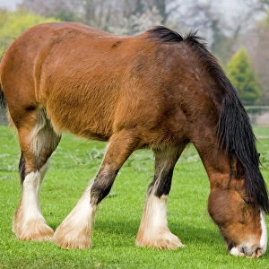 Shire horse - grazing. Rare Breed Trust Cotswold Farm Park Temple Guiting near Stow on the Wold UK Shire horses were the main source of power on Bristish farms until the 1940s when they were gradually replaced by tractors