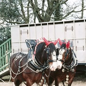 Shire Horses JD 2134 In front of trailer. © John Daniels / ARDEA LONDON