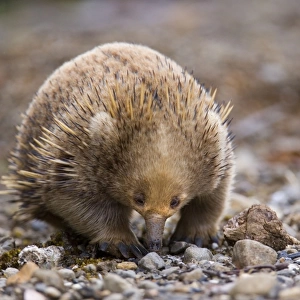 Short-beaked Echidna - adult digging in the ground in search for food, which consists solely of ants and termites. It can find them by using its beak which can detect electrical impulses in the muscles of its prey - Tasmania, Australia