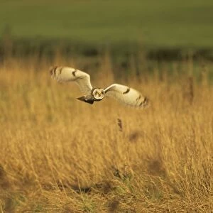 Short Eared Owl - Hunting Norfolk, UK BI006921