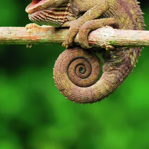 Short-horned Chameleon / Elephant-eared Chameleon - hanging on to branch - Andasibe-Mantadia National Park - Eastern-central Madagascar