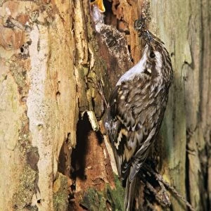 Short-toed Treecreeper - at nest entrance fedding young