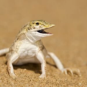 Shovel Snouted Lizard - Full body portrait with the head turned side ways - Namib Desert - Namibia - Africa