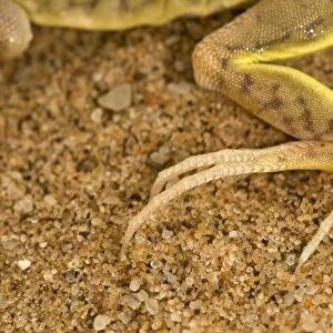 Shovel Snouted Lizard - Showing the rear foot with its long claws - Namib Desert - Namibia - Africa