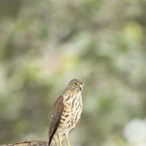Shrika - Keoladeo Ghana National Park - Bharatpur - Rajasthan - India BI018283