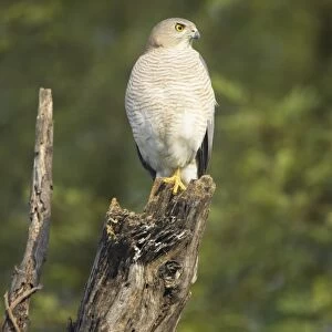 Shrika - Keoladeo Ghana National Park - Bharatpur - Rajasthan - India BI018285
