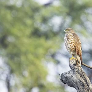 Shrika - Keoladeo Ghana National Park - Bharatpur - Rajasthan - India BI018288